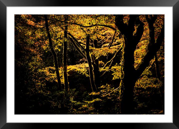 Golitha falls, Spot lit trees, Bodmin Framed Mounted Print by Maggie McCall