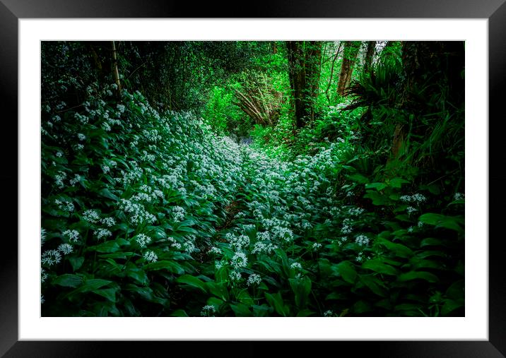 Wild Garlic Footpath, Townlake, Devon Framed Mounted Print by Maggie McCall