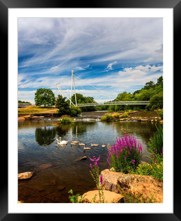 A Swan family at Millers Crossing Bridge, Exeter Framed Mounted Print by Maggie McCall