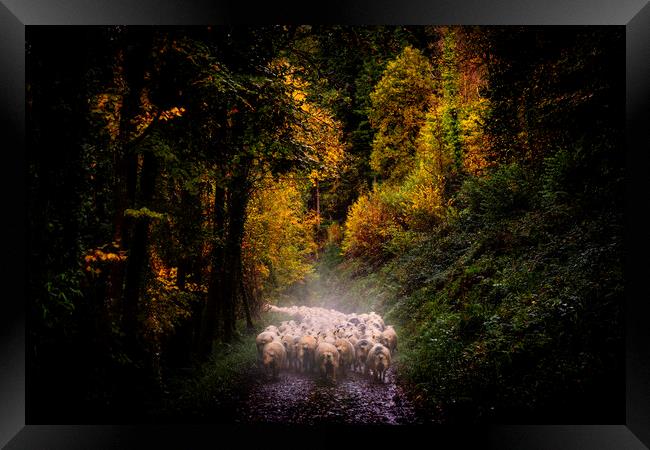 Droving sheep to new pasture along the Tamar Valle Framed Print by Maggie McCall