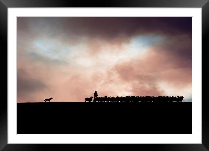 Shepherding in Devon 1 Framed Mounted Print by Maggie McCall