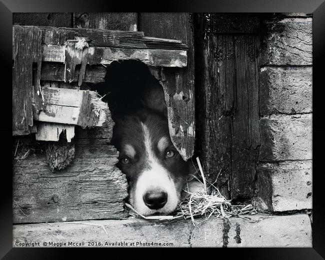 Border Collie, Dog  in Monochrome Framed Print by Maggie McCall