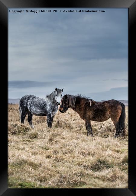 Dartmoor Ponies Framed Print by Maggie McCall