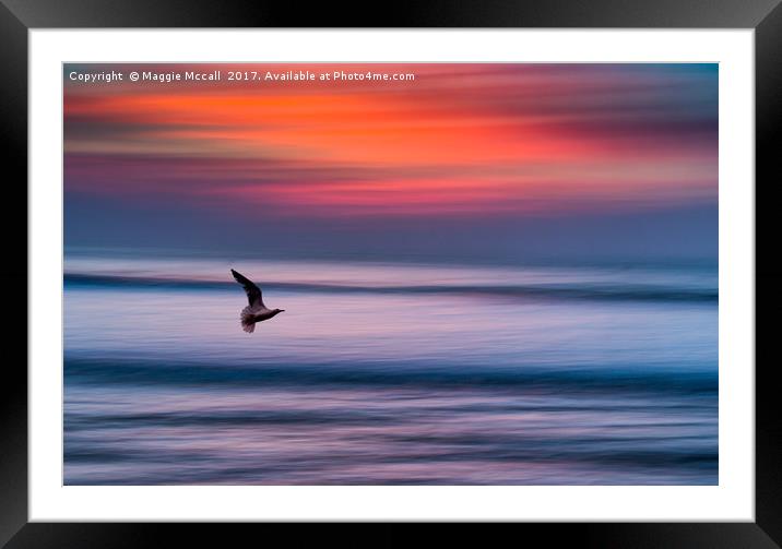 A Seagull in Flight at Widemouth Beach Bude Framed Mounted Print by Maggie McCall