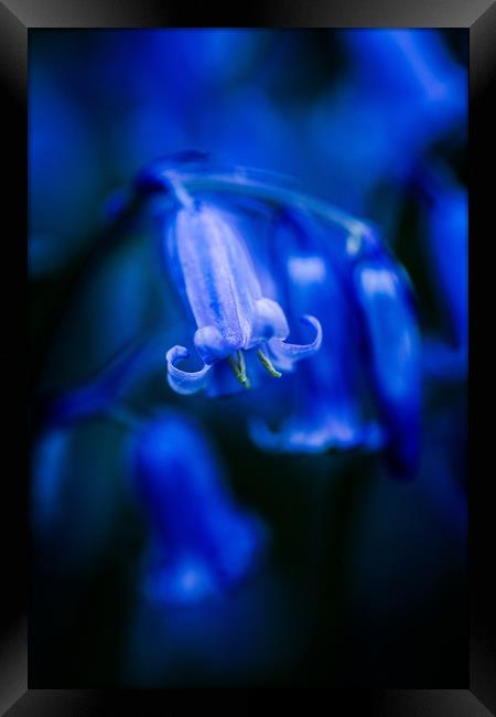 Bluebell close-up 3 Framed Print by Maggie McCall