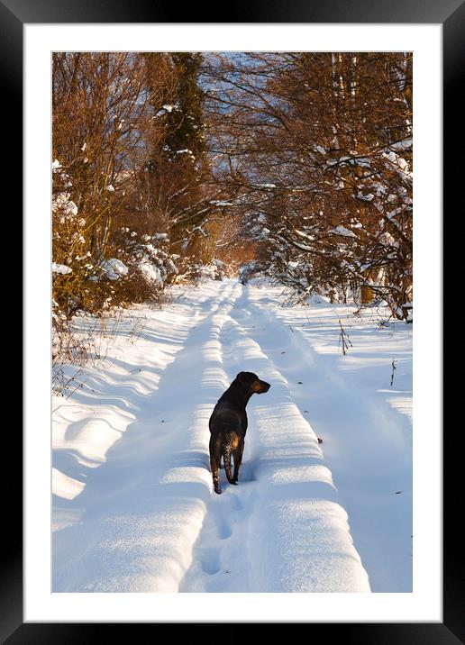 Huntaway Dog walking on snow Framed Mounted Print by Maggie McCall