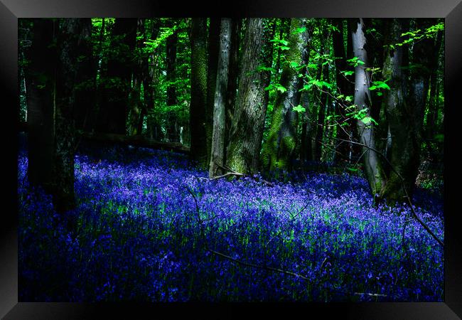 Bluebell Wood, Devon. Framed Print by Maggie McCall