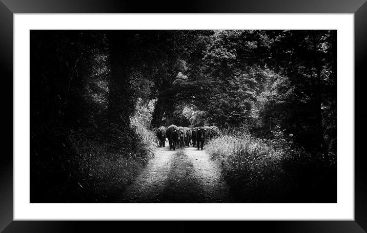 Moving Young Cattle along River Tamar. Framed Mounted Print by Maggie McCall