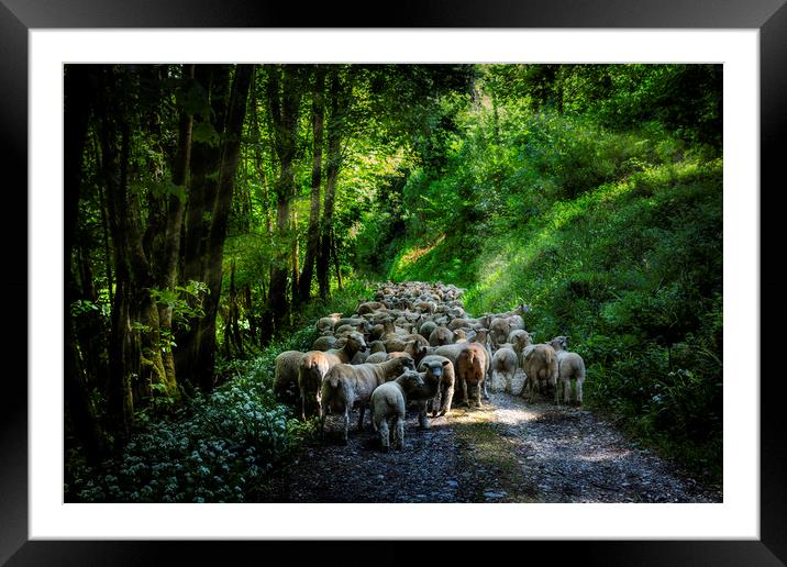 Moving Sheep Along the Tamar Valley, Framed Mounted Print by Maggie McCall