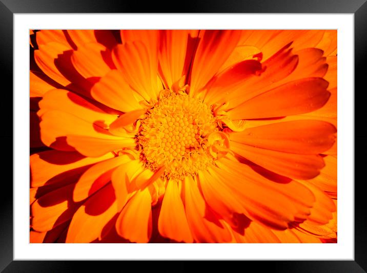 Marigold Sunny Face. Framed Mounted Print by Maggie McCall