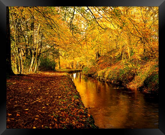 Tavistock Canal In  Autumn Framed Print by Maggie McCall