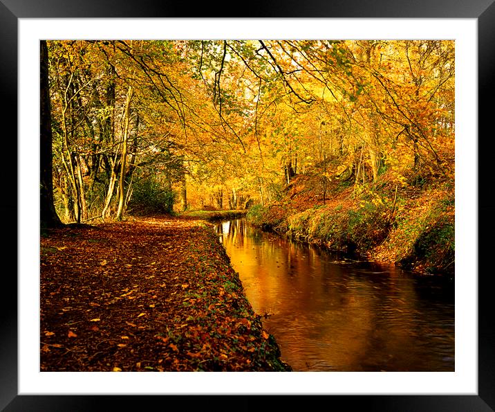 Tavistock Canal In  Autumn Framed Mounted Print by Maggie McCall