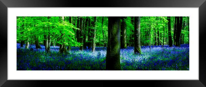 Bluebell Framed Mounted Print by Maggie McCall