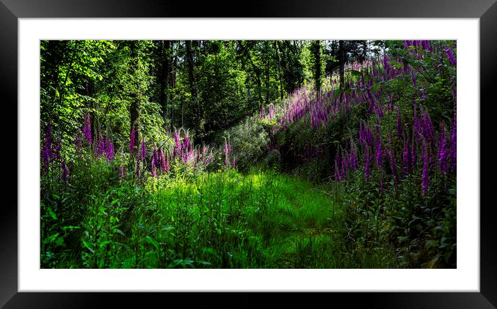 Foxgloves in sunny copse Framed Mounted Print by Maggie McCall