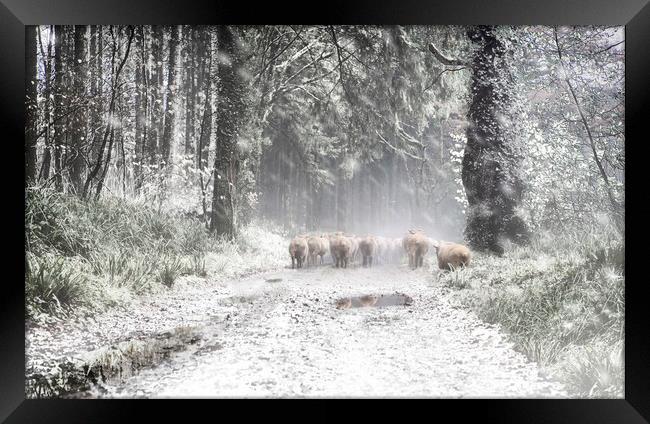 Moving Sheep Along a snowy Tamar Valley, Framed Print by Maggie McCall