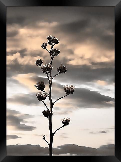 Saguaro (Carnegiea gigantea) Framed Print by Isabel Antonelli