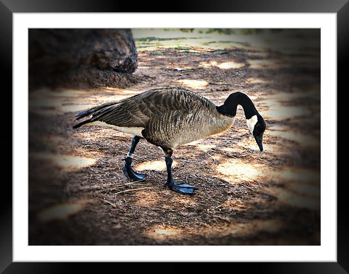 Canadian Geese Framed Mounted Print by Isabel Antonelli