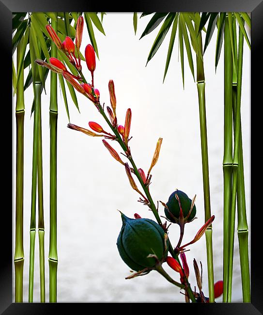 Flower Buds with Bamboo Framed Print by Isabel Antonelli