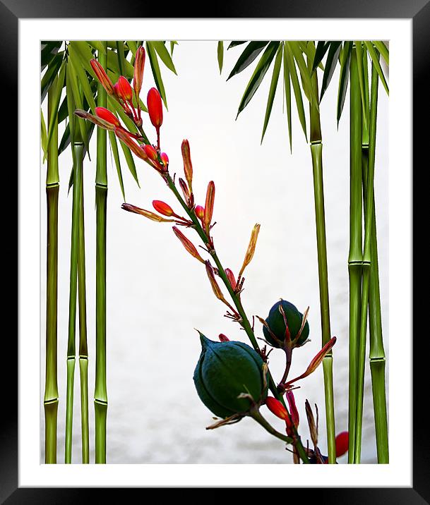 Flower Buds with Bamboo Framed Mounted Print by Isabel Antonelli
