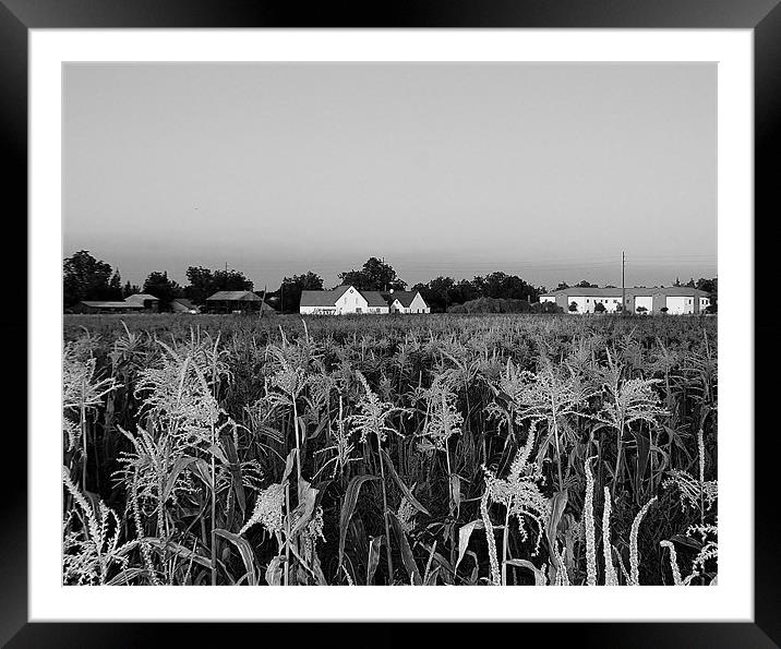 corn field Framed Mounted Print by Isabel Antonelli