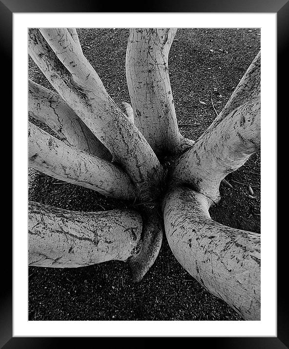 abstract of long tree limbs Framed Mounted Print by Isabel Antonelli