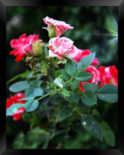 Lovely Pink and Red Roses Framed Print by Isabel Antonelli