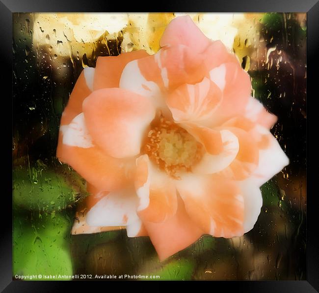 Camellia Flower Framed Print by Isabel Antonelli
