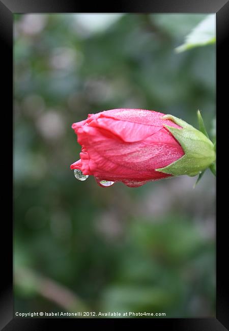 Raindrops on Roses Framed Print by Isabel Antonelli