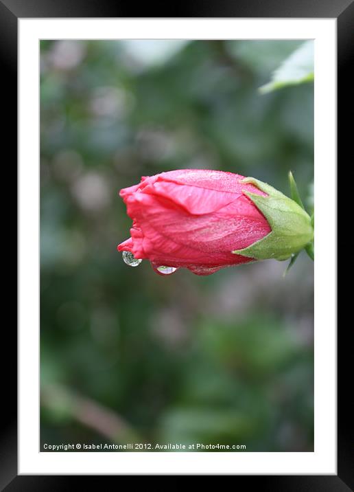 Raindrops on Roses Framed Mounted Print by Isabel Antonelli