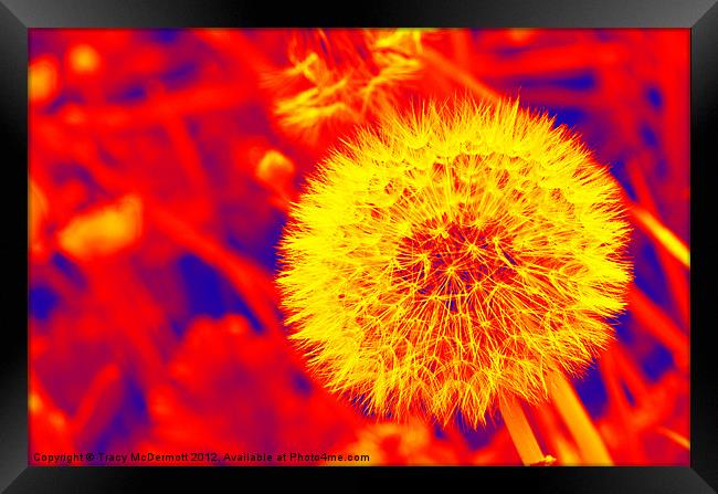 Abstract Dandelion Seed Framed Print by Tracy McDermott