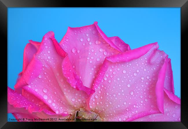 Dew drops on pink rose Framed Print by Tracy McDermott