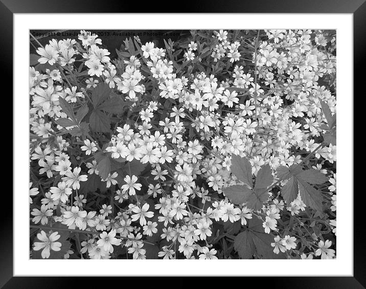 Carpet of Black & White Framed Mounted Print by Lee Hall