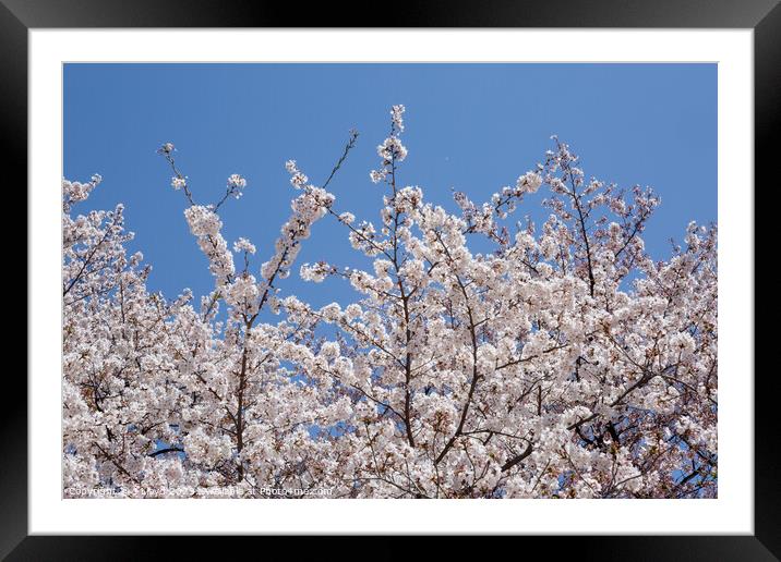 Cherry blossom, Tokyo, Japan Framed Mounted Print by J Lloyd