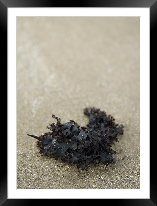 Seaweed on the Beach Framed Mounted Print by J Lloyd