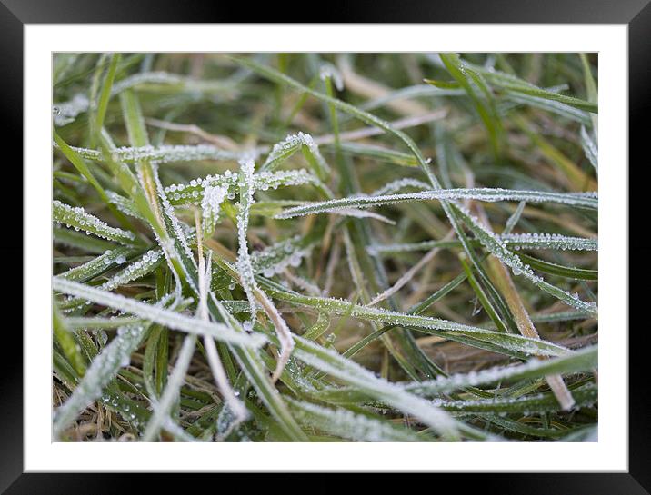 Frosty grass Framed Mounted Print by J Lloyd