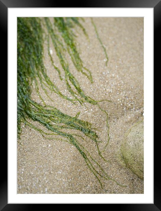 Strands of seaweed on the sand Framed Mounted Print by J Lloyd