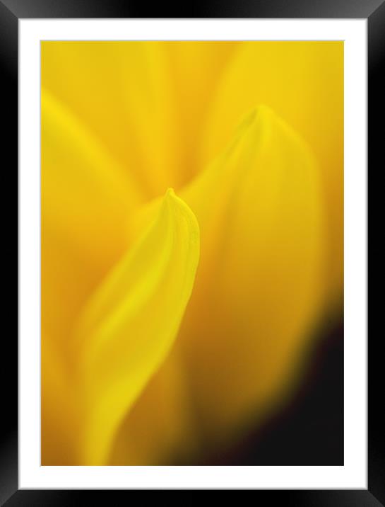 Abstract sunflower petal Framed Mounted Print by J Lloyd