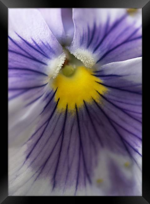 Purple Pansy Framed Print by J Lloyd