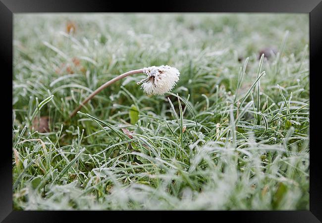 Frosty dandelion in lawn Framed Print by J Lloyd