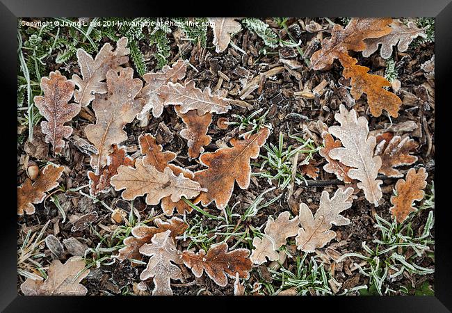 Frosty Oak Leaves Framed Print by J Lloyd