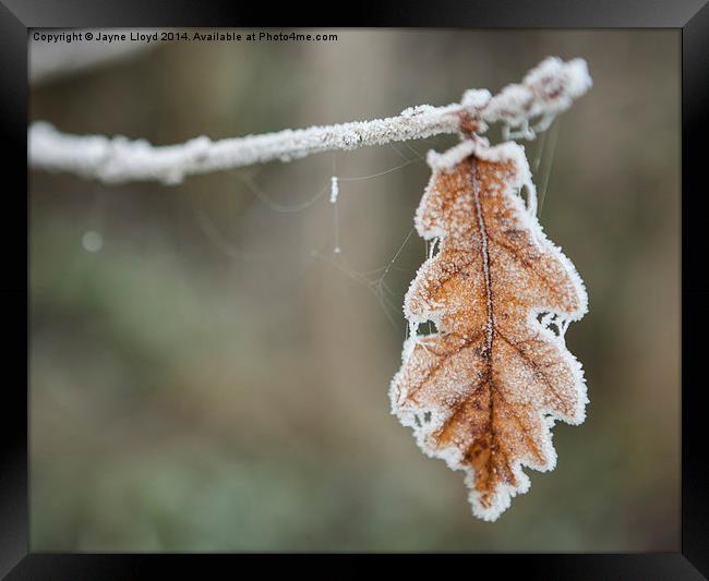 Frosted Leaf in Isolation Framed Print by J Lloyd