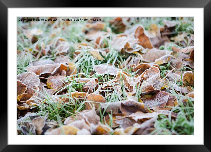 Fallen frosty leaves Framed Mounted Print by J Lloyd