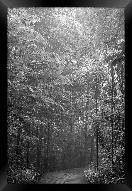 Bukit Timah Nature Reserve Singapore Framed Print by J Lloyd