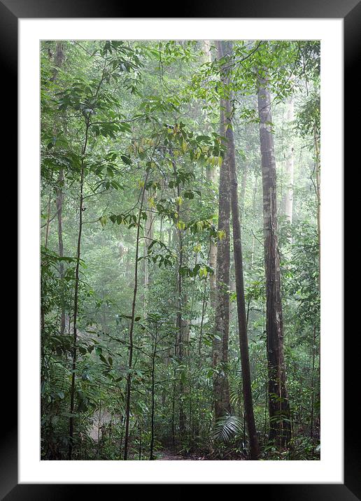 Bukit Timah Nature Reserve Singapore Framed Mounted Print by J Lloyd