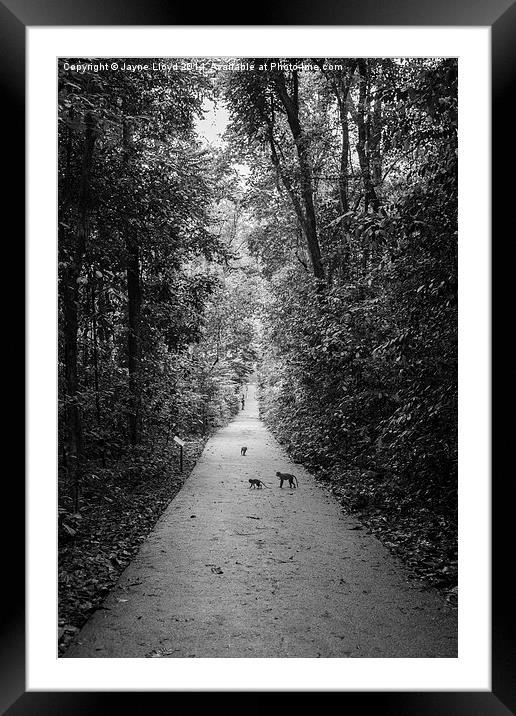 Monkeys in Bukit Timah Nature Reserve Framed Mounted Print by J Lloyd