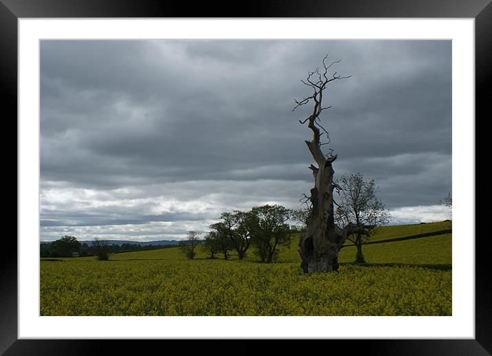 The opposites of nature Framed Mounted Print by Michael Blight