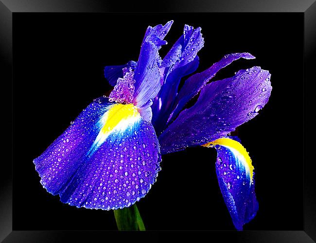 blue iris Framed Print by elvira ladocki