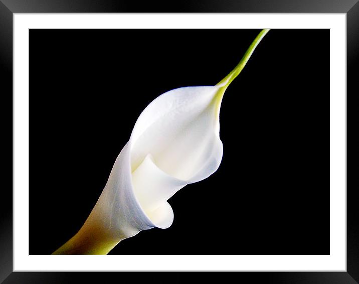 white flower Framed Mounted Print by elvira ladocki