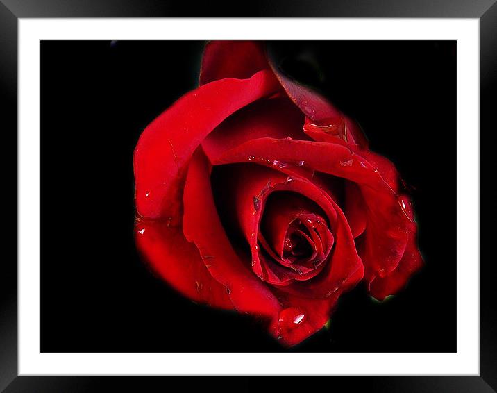 red rose Framed Mounted Print by elvira ladocki