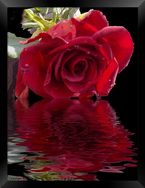 580-red rose Framed Print by elvira ladocki